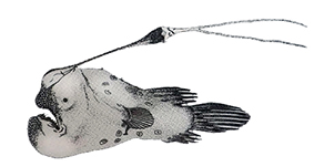 Himantolophus compressus_claves.jpg